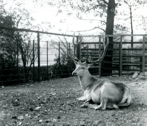 Ein ausgewachsener Wallich-Hirsch, auch bekannt als Shou, Zentralasiatischer oder Tibetischer Rothirsch, sitzend im Londoner Zoo, September 1913